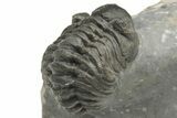 Two Detailed Phacopid (Adrisiops) Trilobites - Jbel Oudriss, Morocco #222417-5